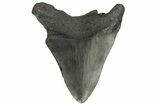 Fossil Megalodon Tooth - South Carolina #175982-2